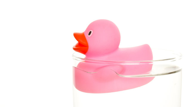 Pink duck