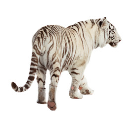 Walking tiger. Isolated  over white