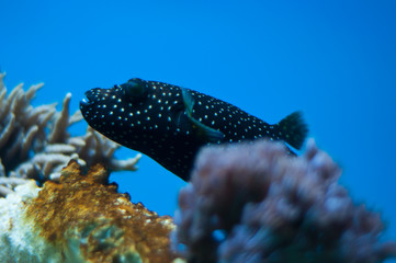 reef fish