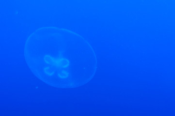 jellyfish
