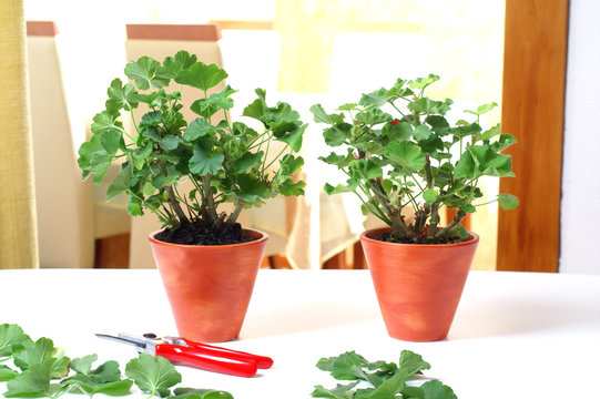 Geranium Cutting