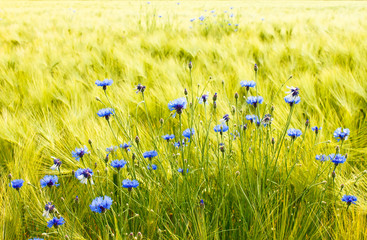 sonniges Getreidefeld mit Kornblumen