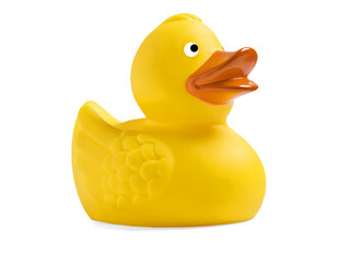 One yellow toy duckling on white background