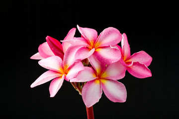 Frangipani flower isolated on back
