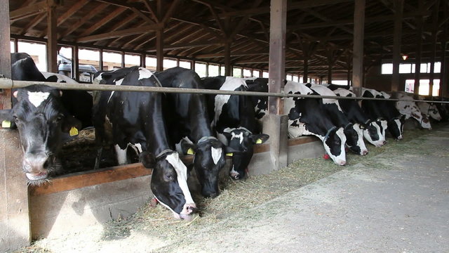 Cows Feeding Time