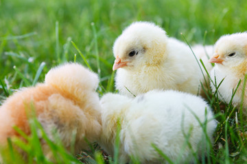 baby chicken in grass