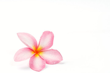 Naklejka na ściany i meble Frangipani kwiat samodzielnie na białym tle