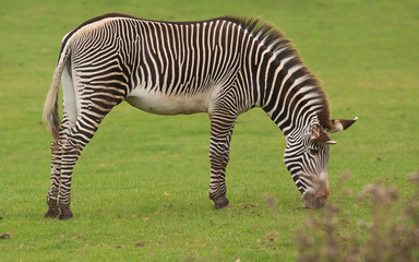 feeding zebra 9587