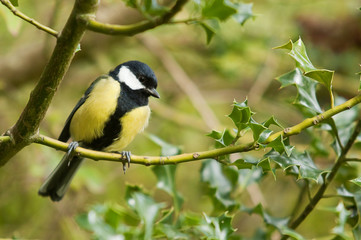 great tit on branch 9738