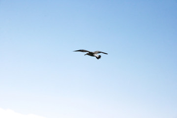 Seagull