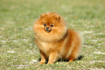 Pomeranian dog