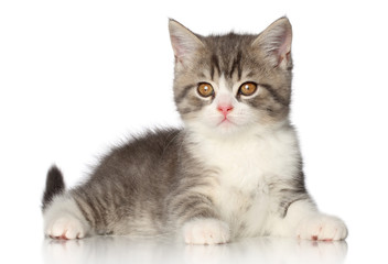 British short hair kitten © jagodka