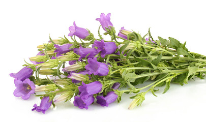 blue bell flowers isolated on white