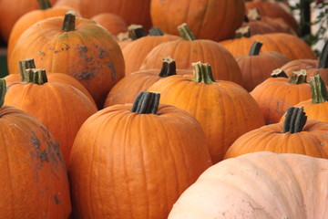 Herbst - Kürbis- Obst