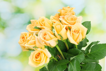 beautiful bouquet of roses on green background