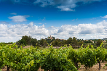 Fototapeta na wymiar De Saint-Pons Mauchiens za winorośli 2