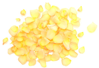 beautiful orange rose petals isolated on white