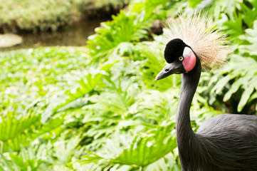 Fototapeta premium Crowned crane on the grass background