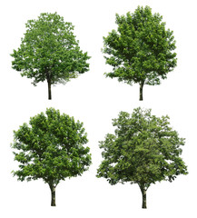 Collection tree isolated on white background 