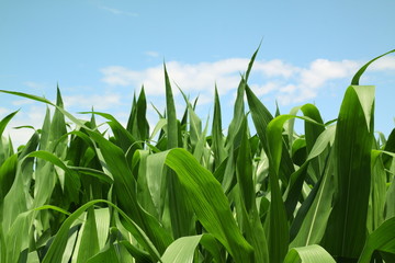 Fototapeta premium campo di granturco