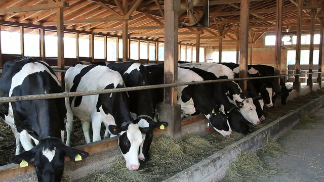 Dairy Cows in a Barn