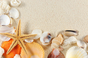 Seashells group