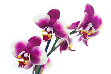 Fototapeta na wymiar Lila Orchideen Blüten