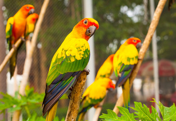 Obraz premium parrots are seatting on the branch