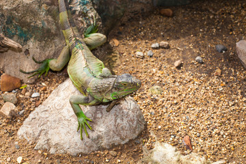 Iguana lizard