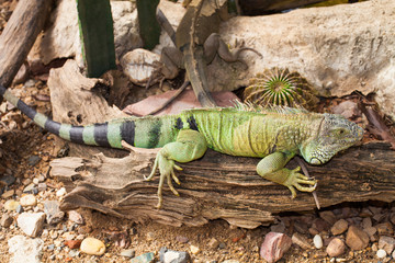 Iguana lizard
