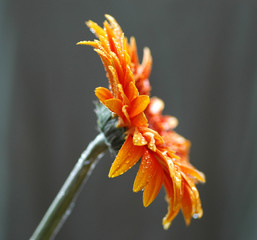 капли на цветах