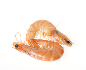 shrimps close up on white