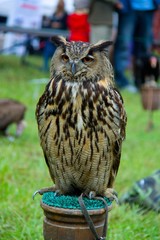 Eagle owl