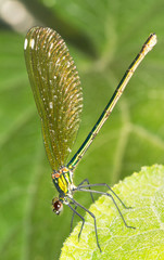 Calopteryx splendens / macro of Banded Demoiselle, female