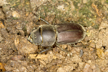 Lesser stag beetle close-up / Dorcus parallelopipedus
