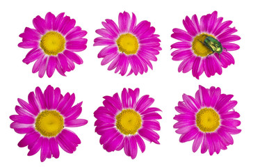 Fototapeta na wymiar Isolated buds and flowers of the pink daisies