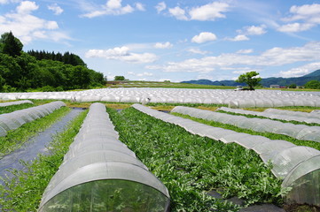 村山の西瓜畑