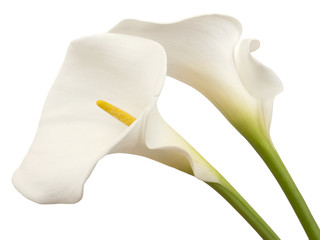 white calla flowers isolated - obrazy, fototapety, plakaty