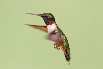 Ruby-throated Hummingbird (archilochus colubris)