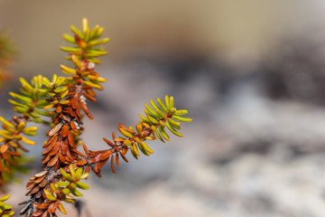 шикша,(lat. Émpetrum), сrowberry
