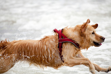 cane che corre in mare