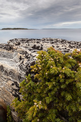 стелющийся можжевельник на камне.Juníperus