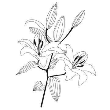 bouquet from white lily, graphic