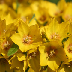 Flowering yellow loosestrife  - Lysimachia punctata