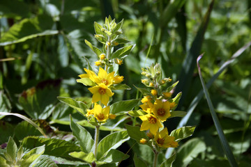 Flowering yellow loosestrife  - Lysimachia punctata