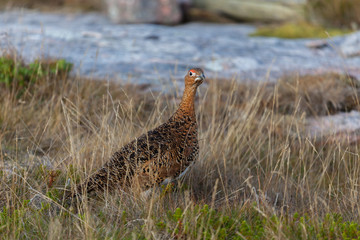 куропатка.Gray partridge.lat. Perdix