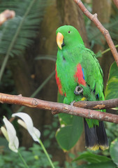 Male Eclectus Parrot (Eclectus roratus)