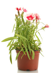 carnation flowers in flowerpot isolated on white