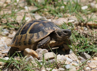 Hermann's Tortoise, turtle in grass, testudo hermanni