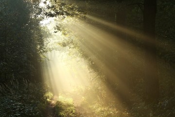 Obraz premium Sunlight falls on a dirt road on a foggy autumn morning